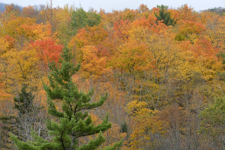 Indian Summer near Quechee Gorge