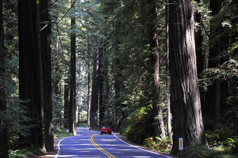 Redwood National and State Parks