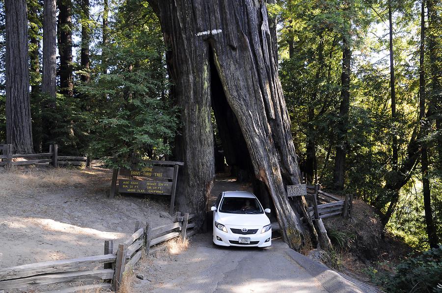 Redwood National and State Parks