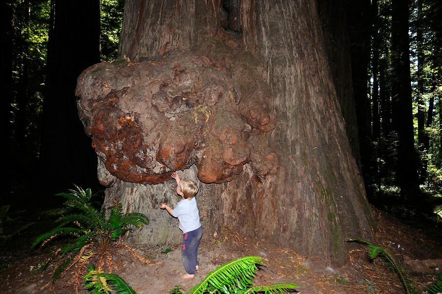 Redwood National and State Parks