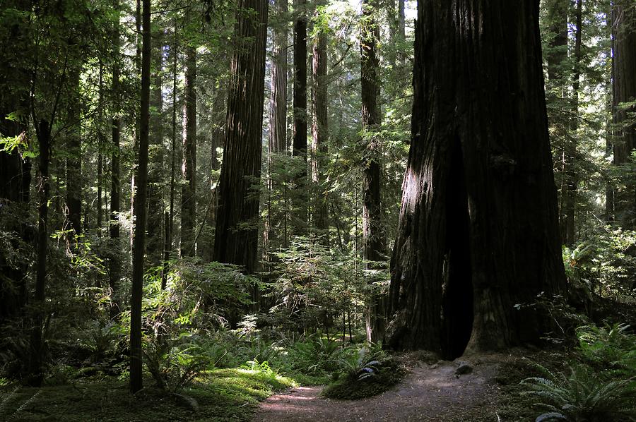 Redwood National and State Parks