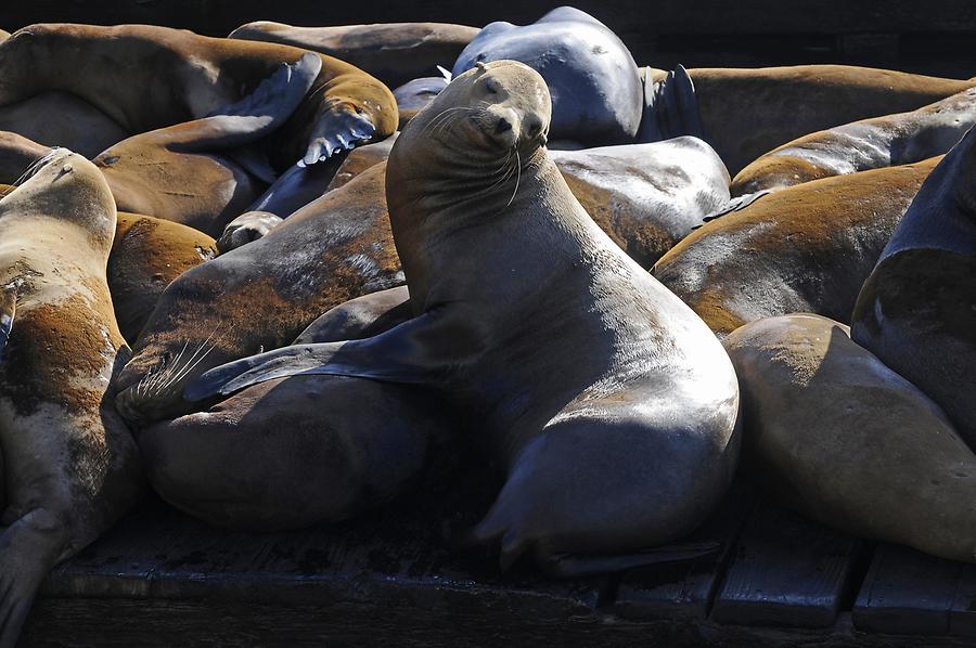 San Francisco - Fisherman's Wharf; Pier 39, Sea Lions