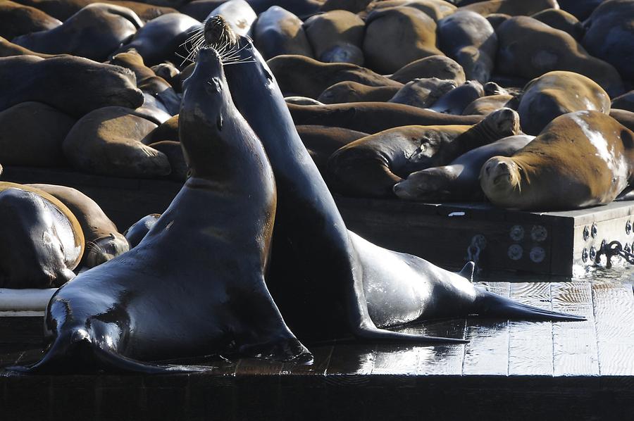 San Francisco - Fisherman's Wharf; Pier 39, Sea Lions