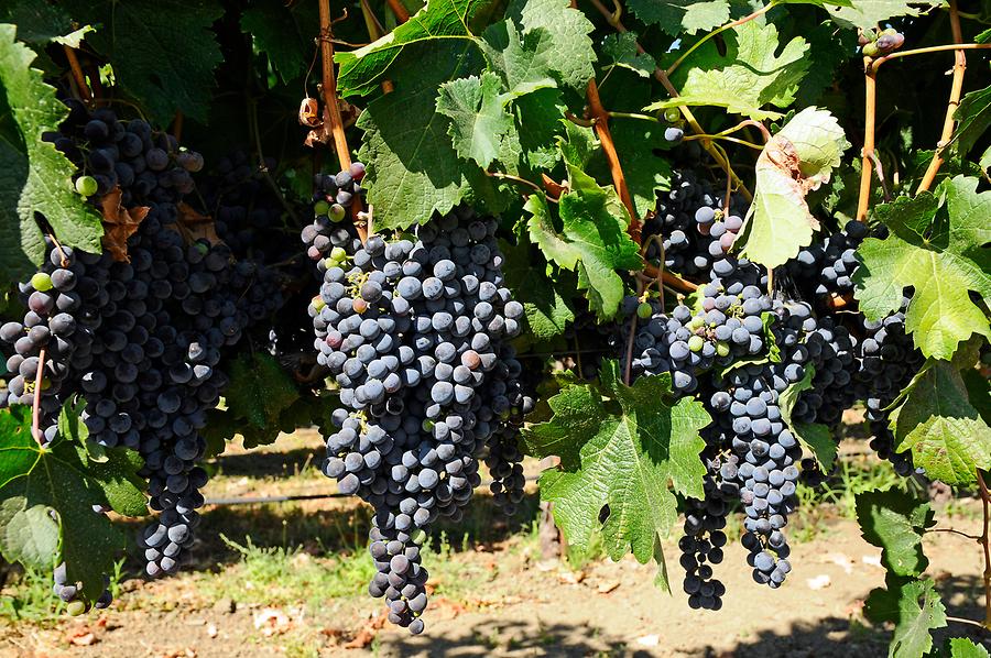 Vineyard near Santa Rosa