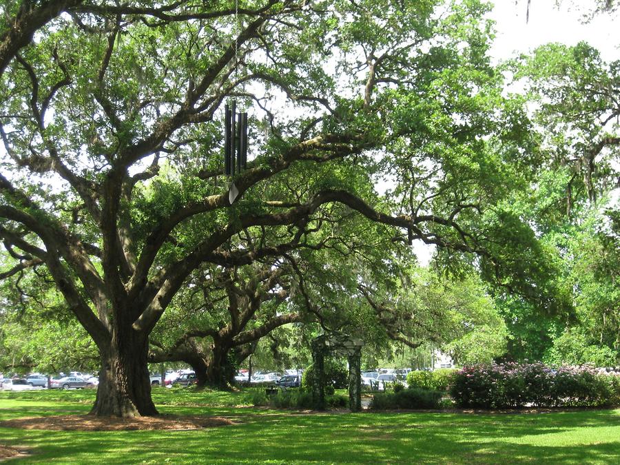 Charleston Roper St Francis Hospital Meditation Garden