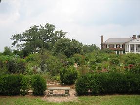 Mt. Pleasant Boone Hall Plantation (1)