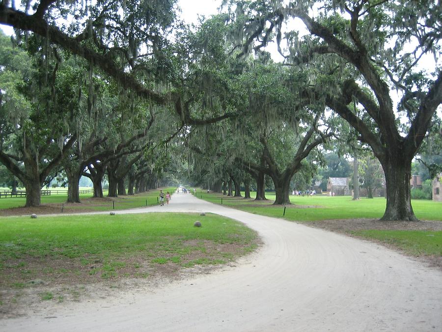 Mt. Pleasant Boone Hall Plantation