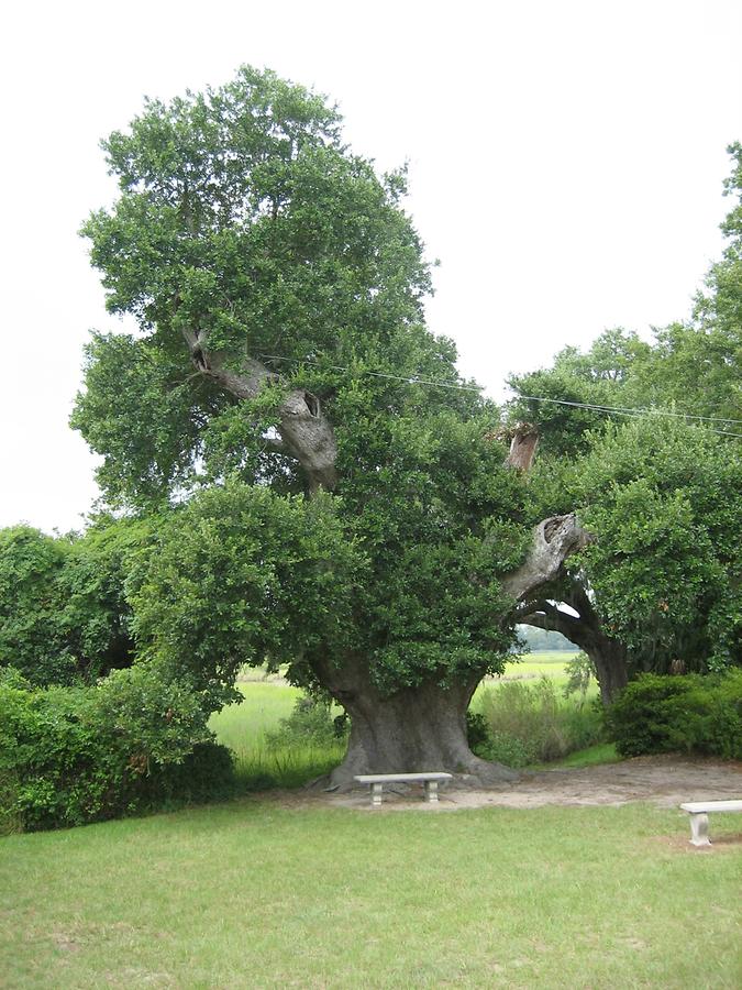 Mt. Pleasant Boone Hall Plantation Live Oak