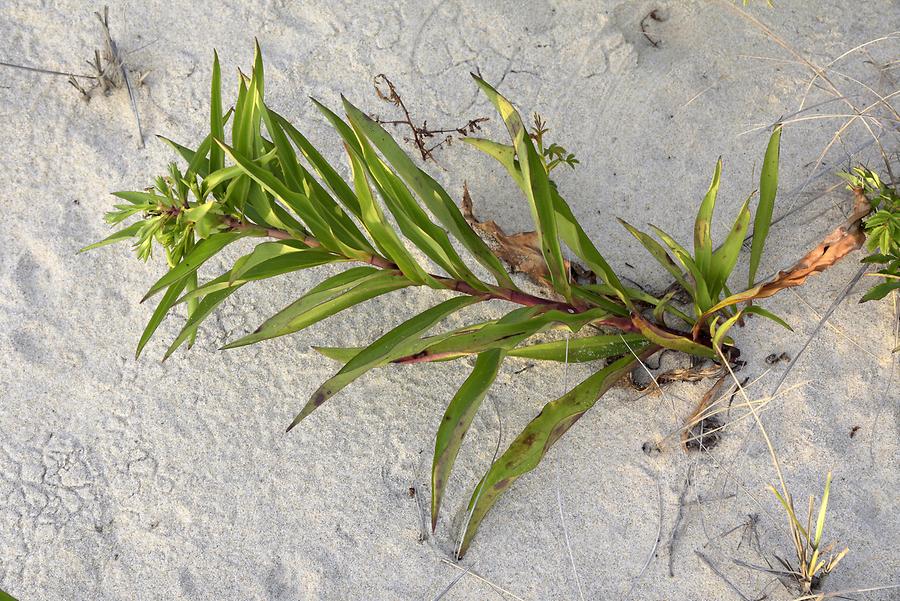 Montauk - Beach; Vegetation