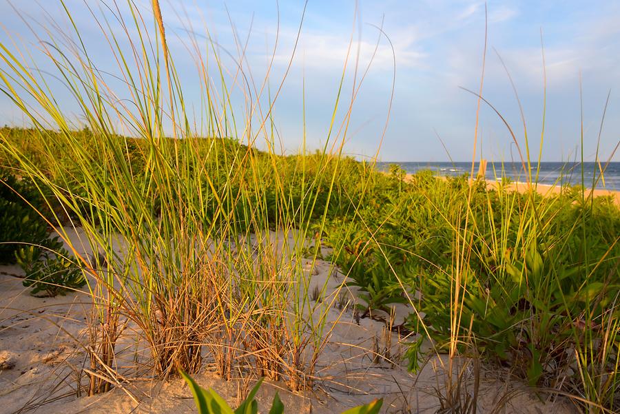 Montauk - Beach; Vegetation