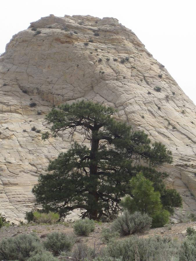 Grand Staircase-Escalante National Monumnet Burr Trail Road