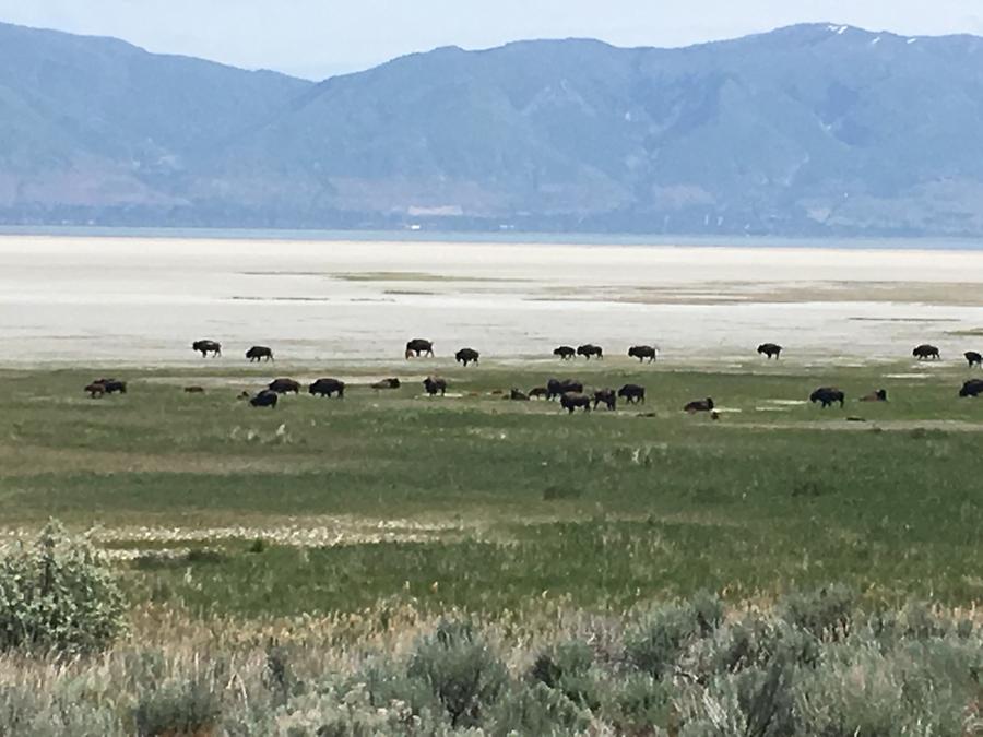 Antelope Island - Bison Herd