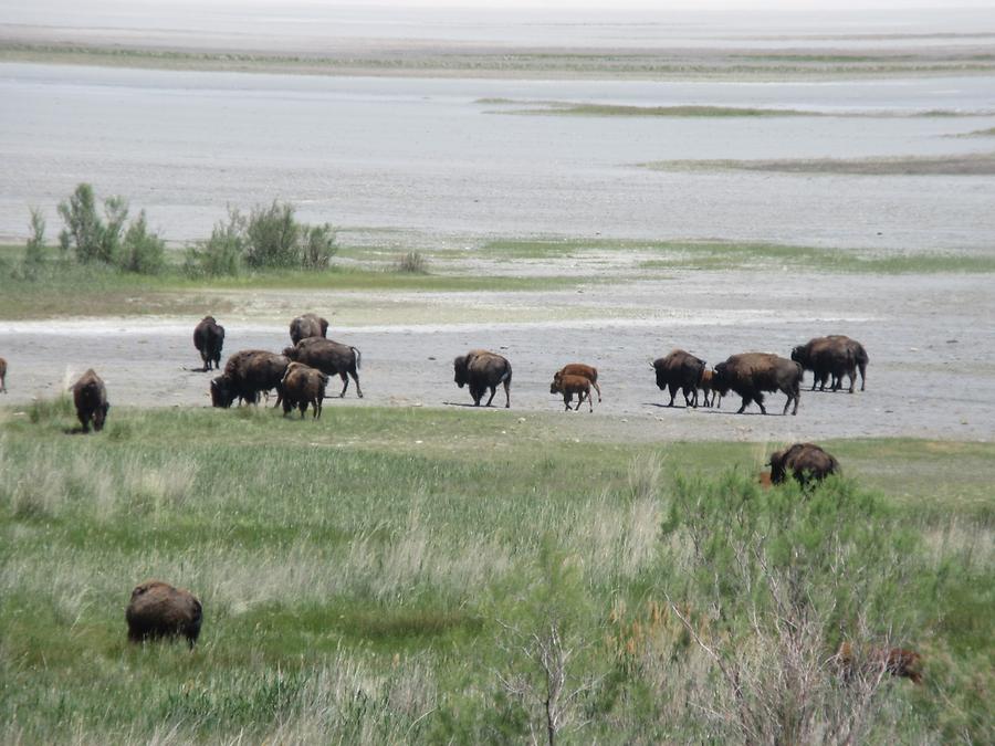 Antelope Island - Bison Herd