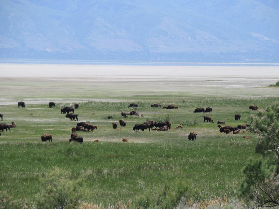 Antelope Island - Bison Herd