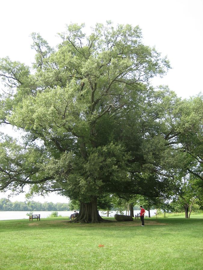 Shirley Plantation