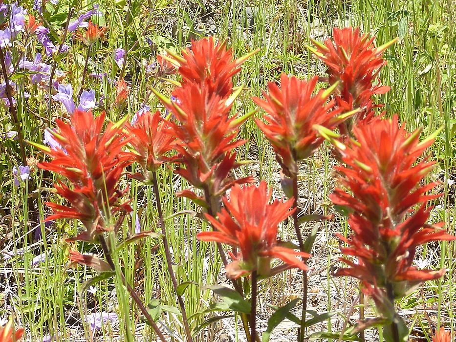 Indian Paintbrush