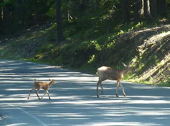 Amerikanische Rehe