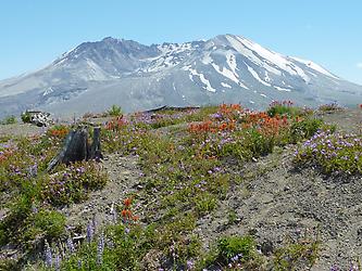 Mt. St. Helens