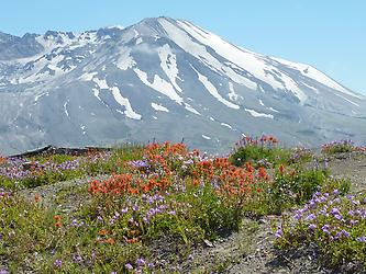 Mt. St. Helens