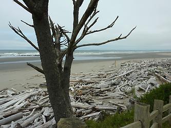 Strand Olympic Peninsula