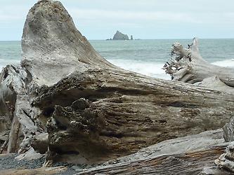 Strand Olympic Peninsula