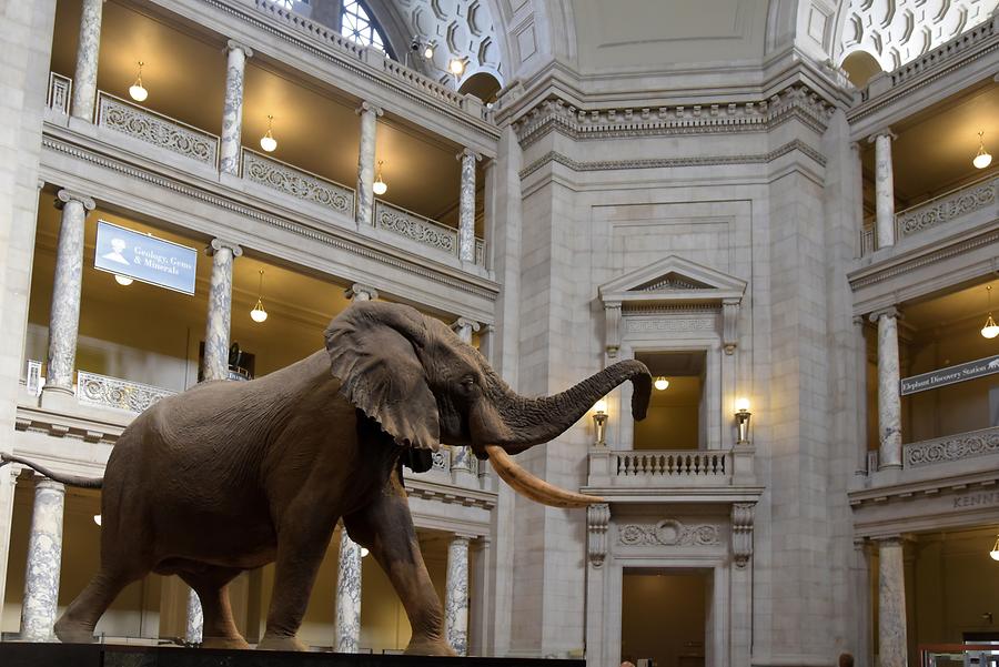 National Museum of Natural History - Inside