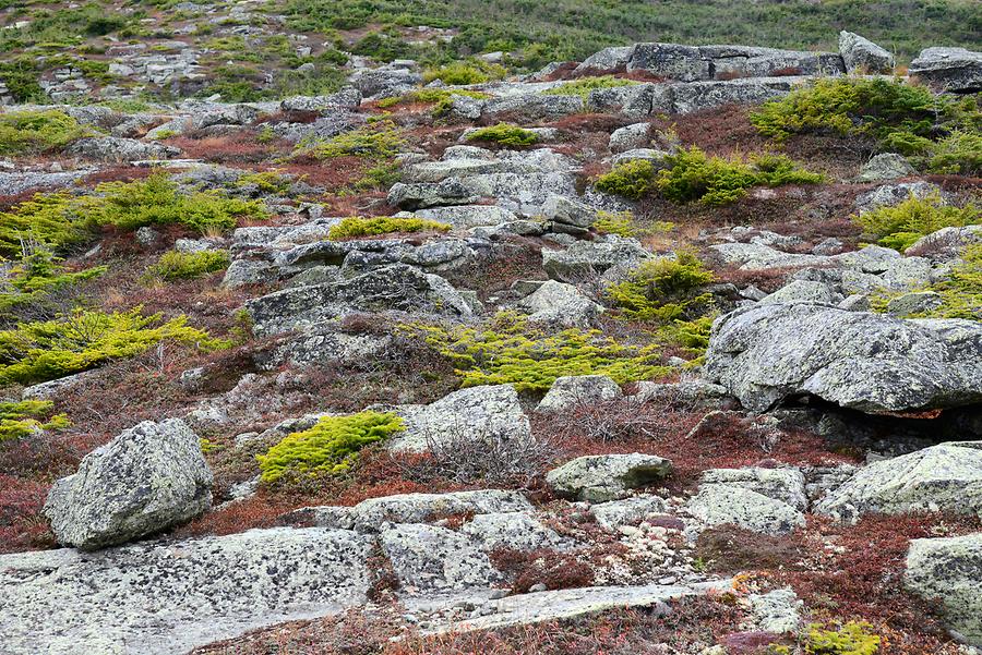 Mount Washington - Lichen