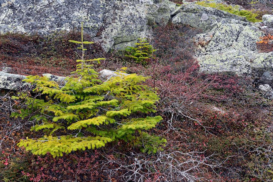 Mount Washington - Lichen