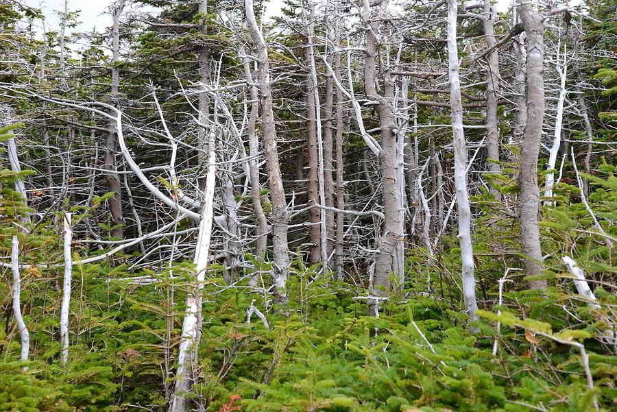 Mount Washington - on the Way to the Summit