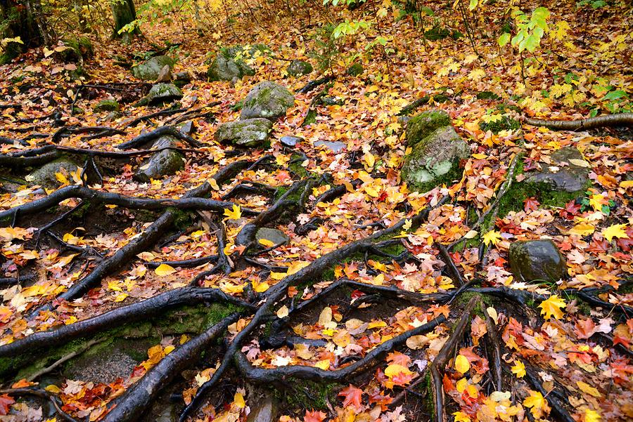 Near Ripley Falls - Indian Summer