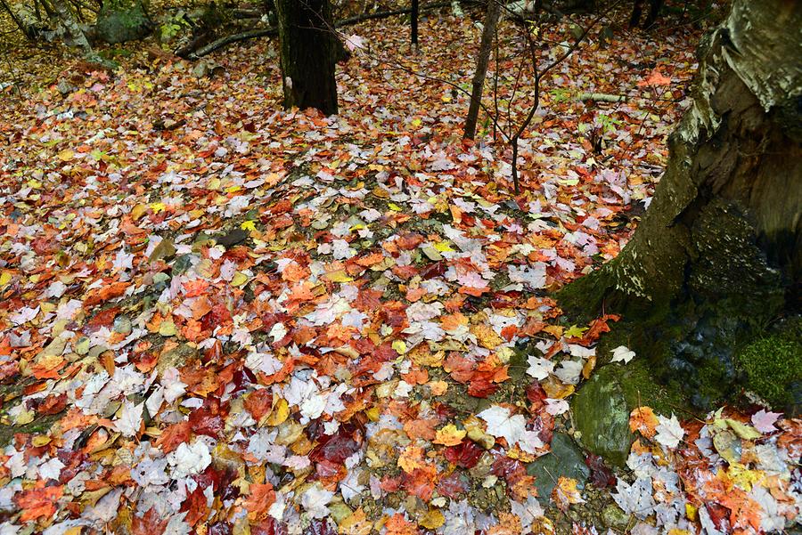 Near Ripley Falls - Indian Summer