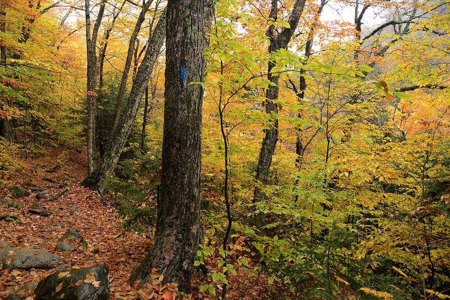 Near Ripley Falls - Indian Summer