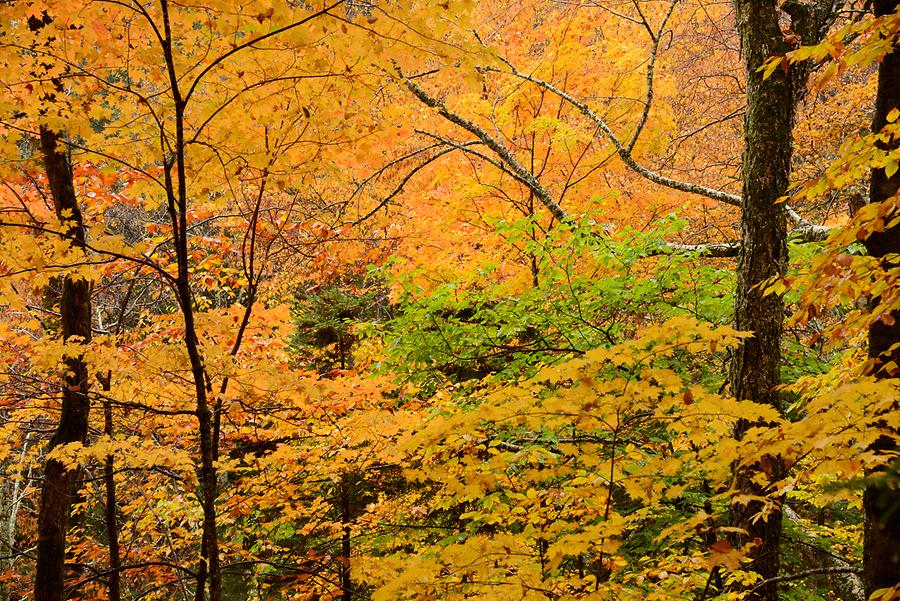 Near Ripley Falls - Indian Summer