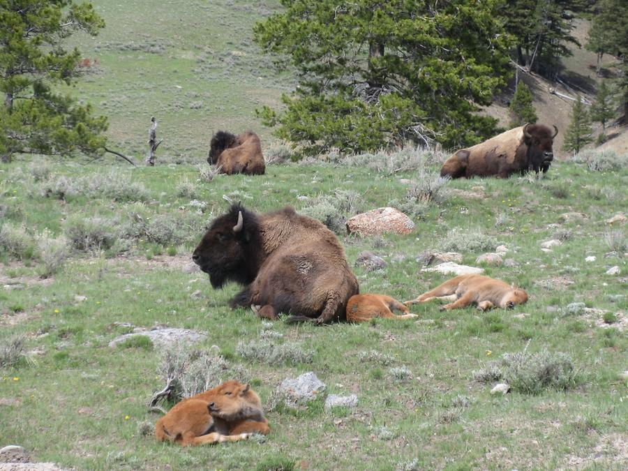 Yellowstone National Park - Bison Herd