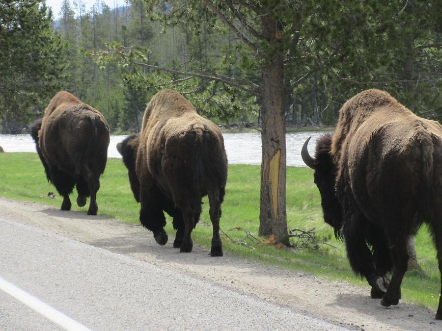 Yellowstone National Park - Bisons
