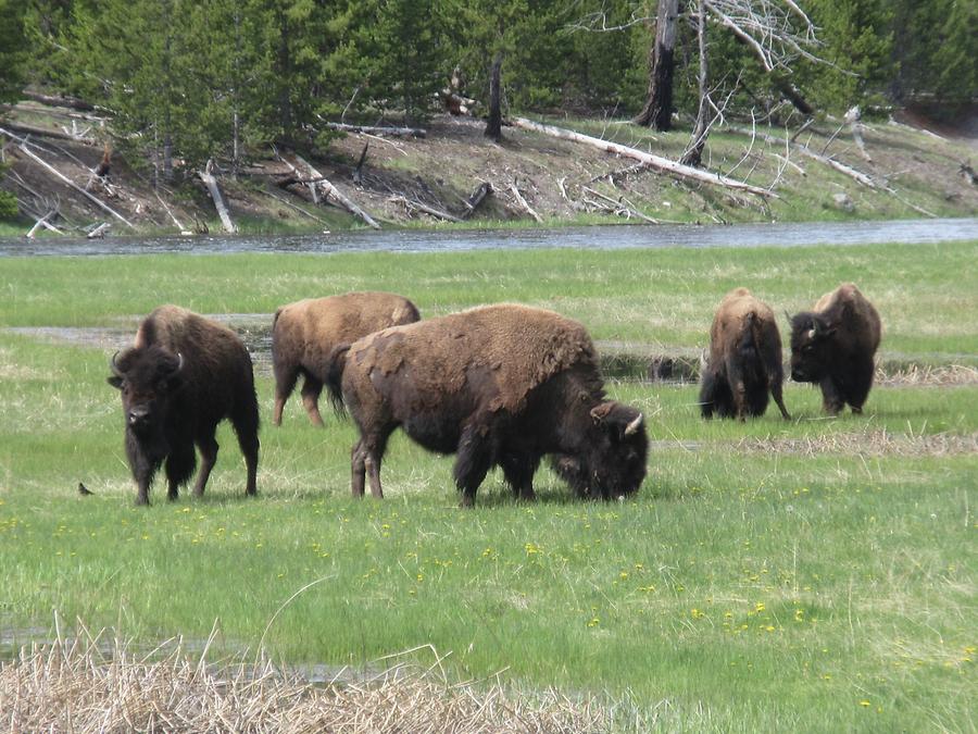 Yellowstone National Park - Bisons