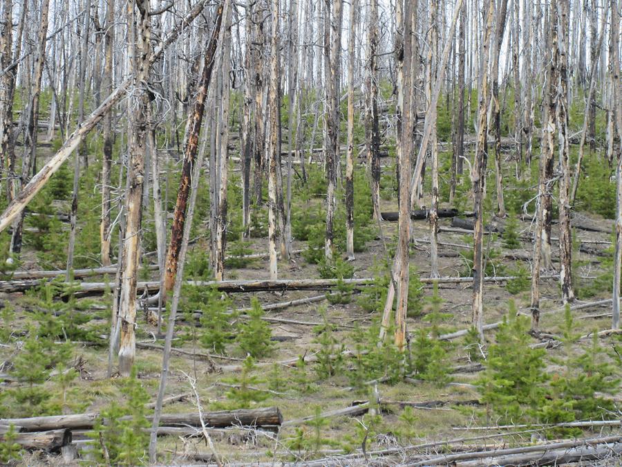 Yellowstone National Park - Burnt Trees