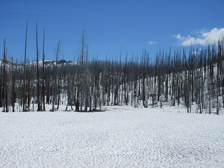 Yellowstone National Park - Burnt Trees