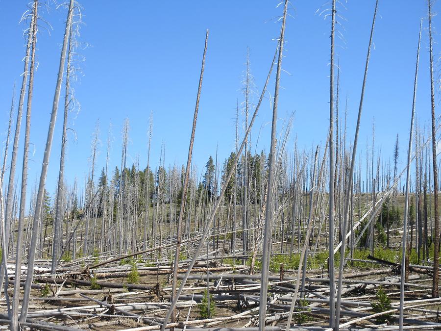 Yellowstone National Park - Burnt Trees