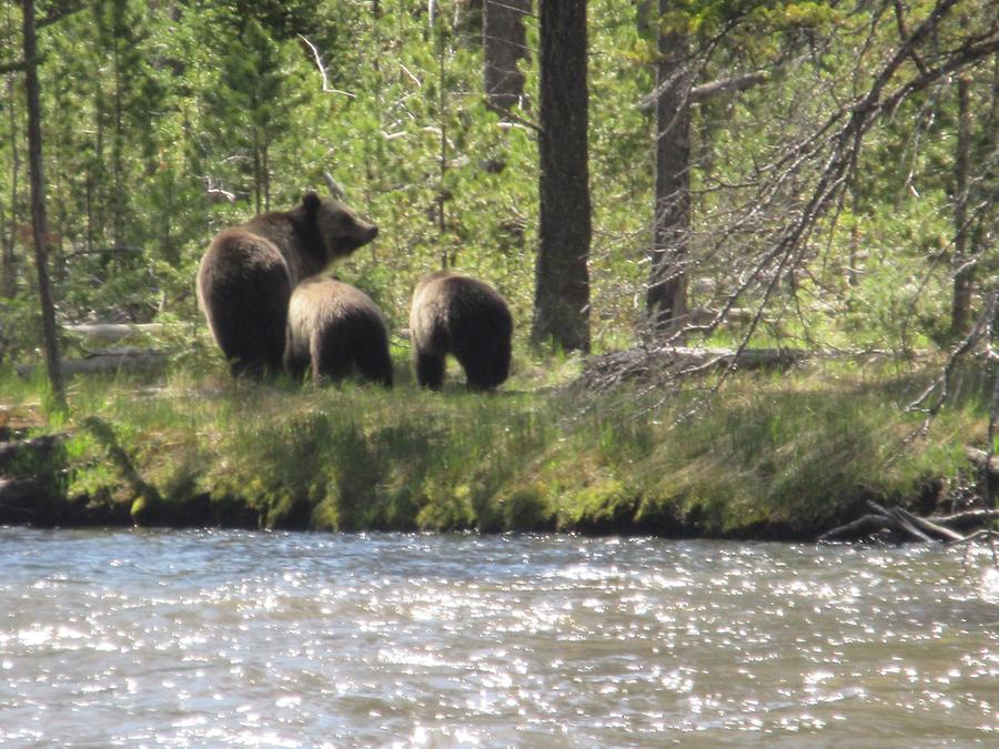 Yellowstone National Park - Grizzlies