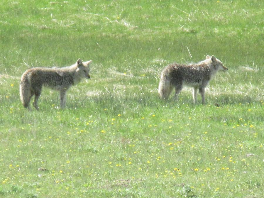 Yellowstone National Park - Wolves