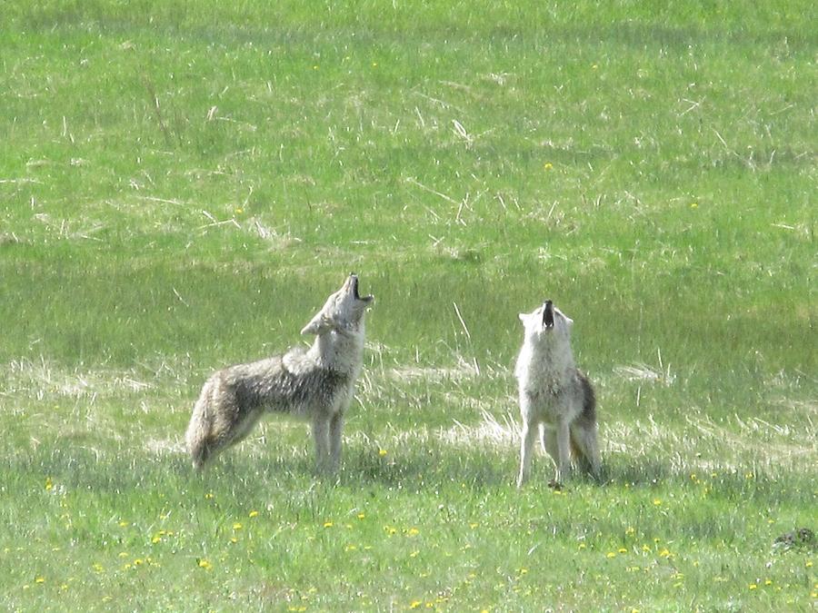 Yellowstone National Park - Wolves