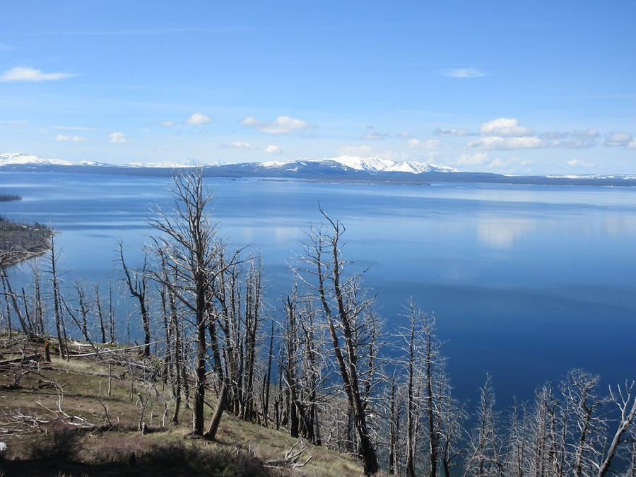 Yellowstone National Park - Yellowstone Lake - Burnt Trees