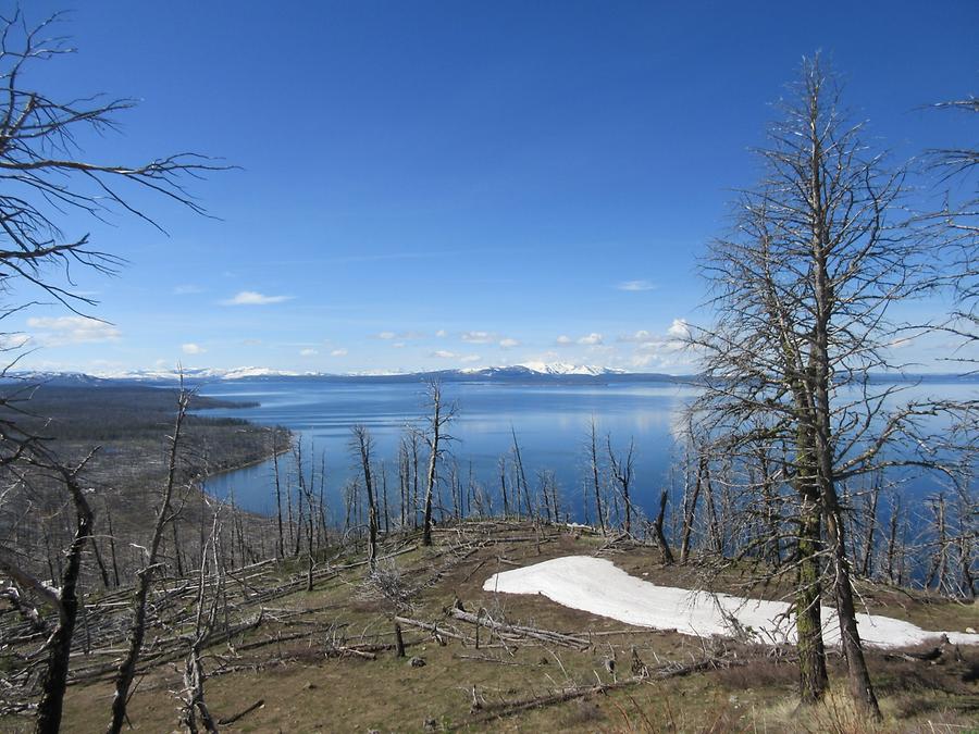 Yellowstone National Park - Yellowstone Lake - Burnt Trees