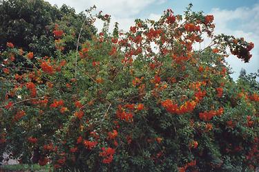 Kauaʻi