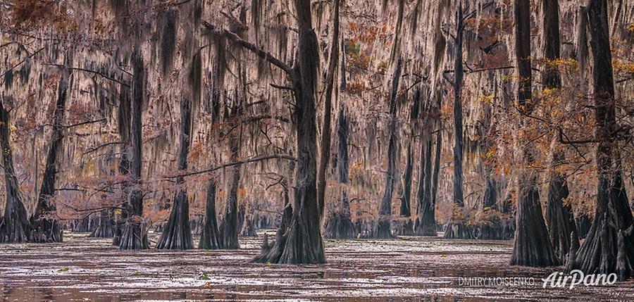 Bald cypress swamps, Louisiana-Texas, USA, © AirPano 