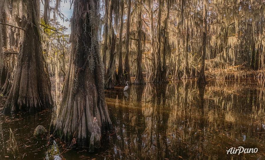 Bald cypress swamps, Louisiana-Texas, USA, © AirPano 