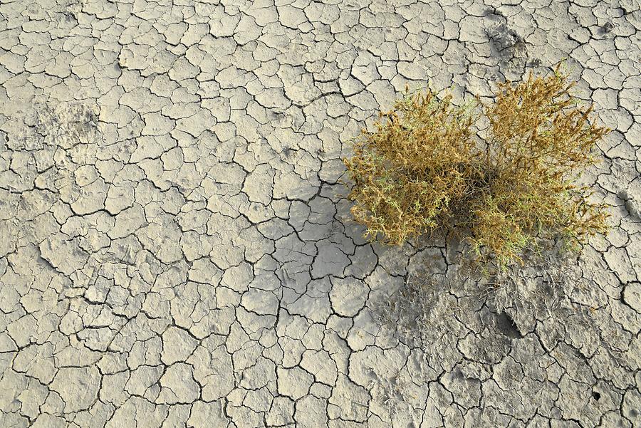 Gobustan National Park - Vegetation