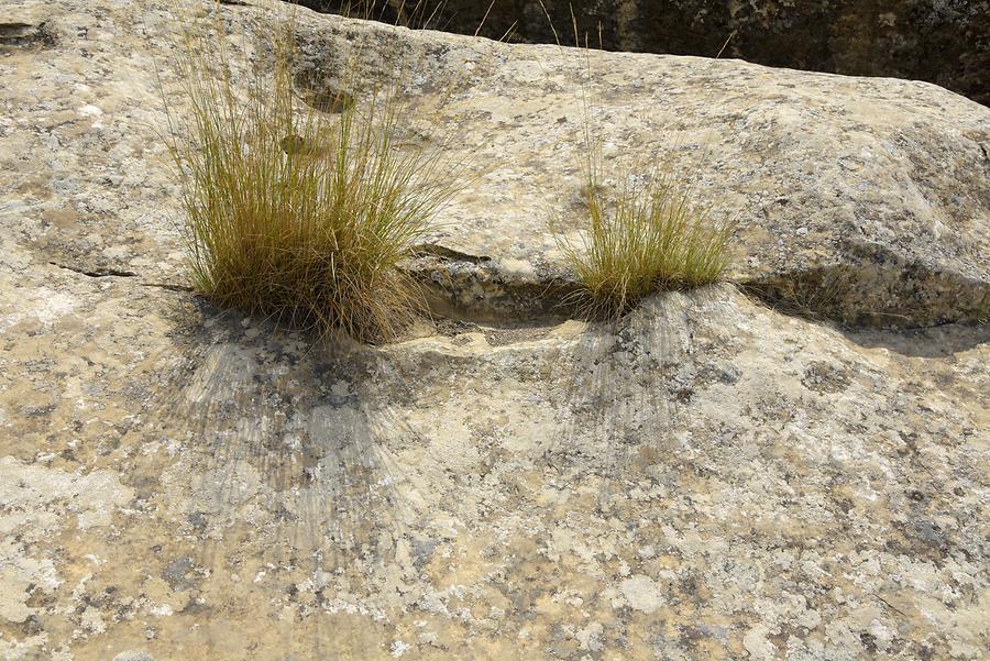 Gobustan National Park - Vegetation