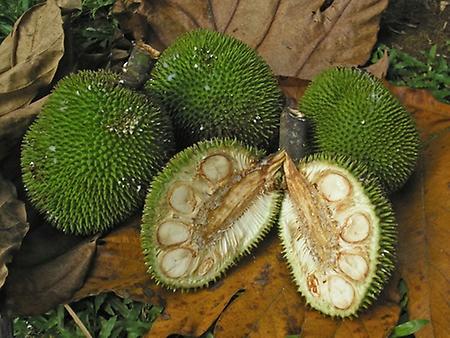 Jack Fruit, Foto: source: Wikicommons unter CC 